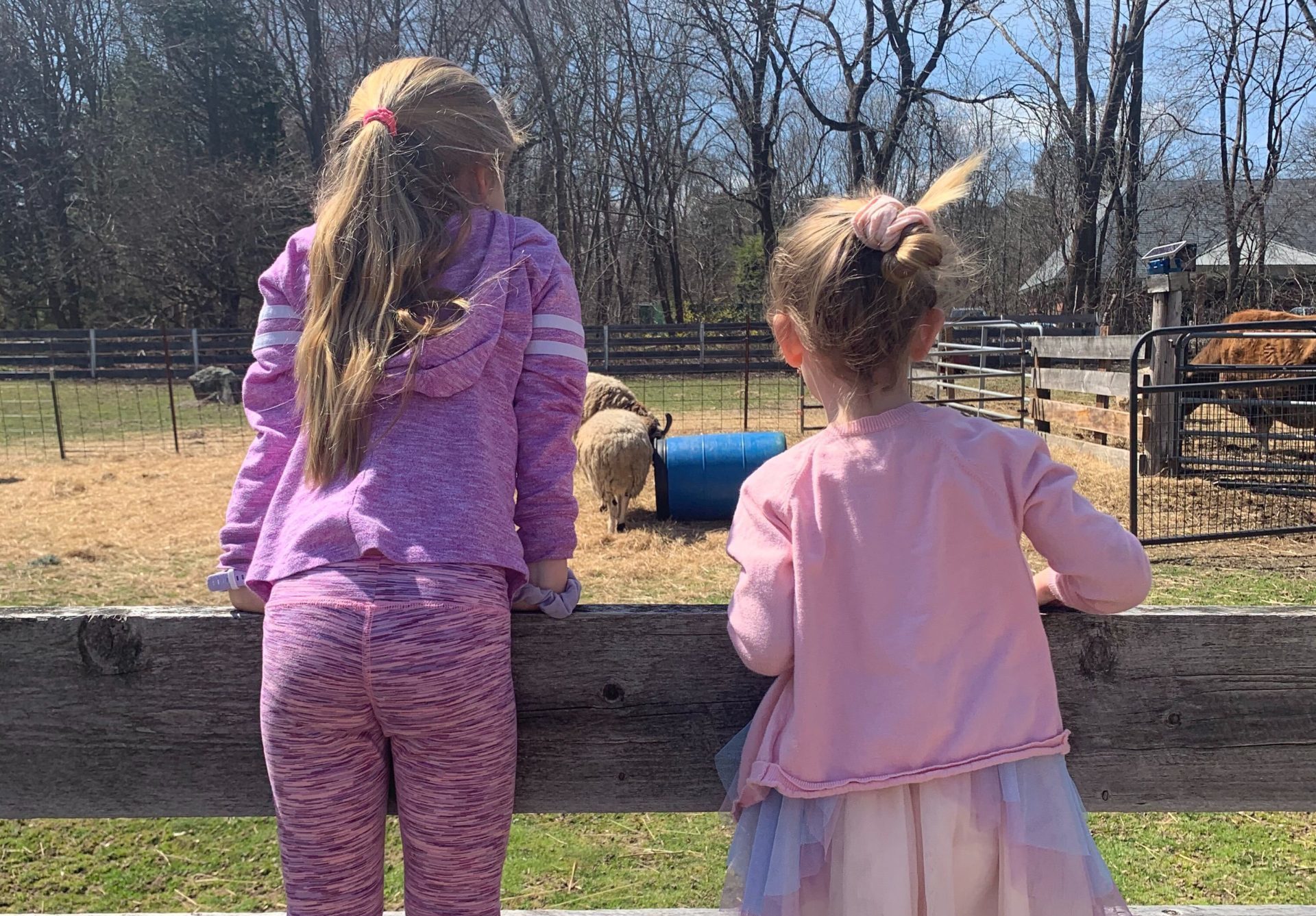 Anna & Gracie visit the Sheep Pasture